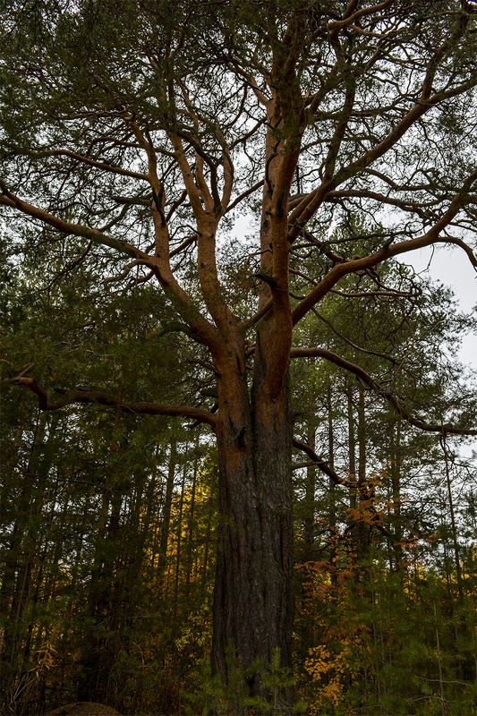 В сосновом бору.photo preview