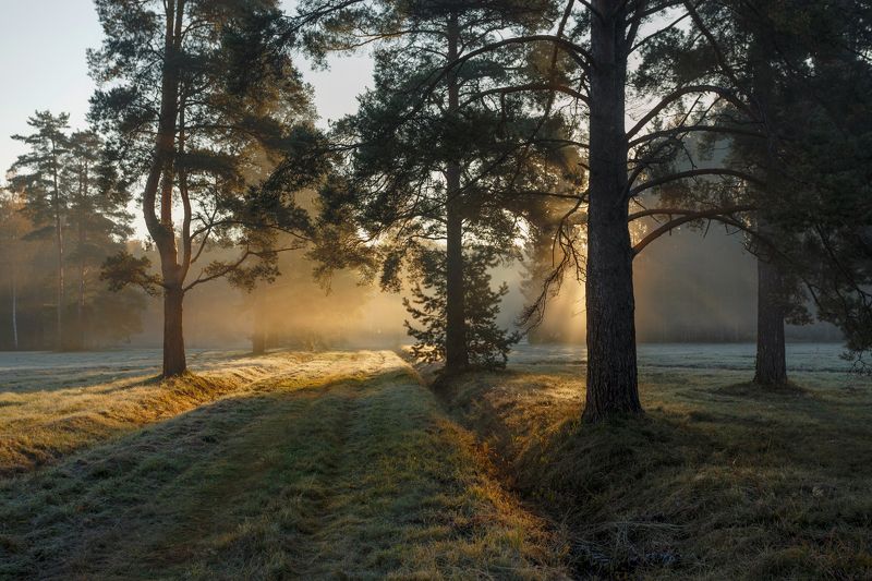 питер, павловск, павловский парк, павловский, пейзаж, nature, природа, foggy, forest, туман Дыхание октября. . .photo preview