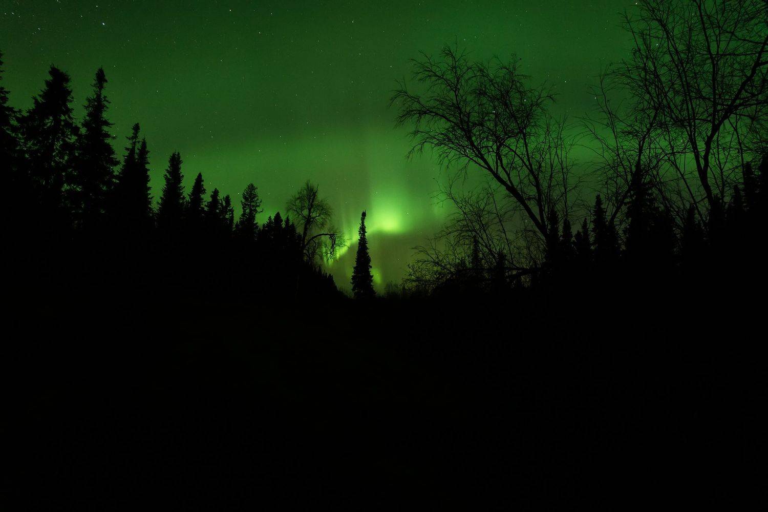 Сияние в ночи. Автор: Игорь Подобаев печора, северное сияние, коми, Игорь Подобаев