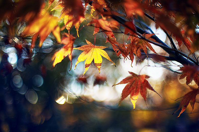 Кленовая осеньphoto preview