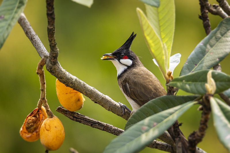 birds, animals, wildlife, red whiskered bulbul, птицы, краснощёкий настоящий бюльбюль, пернатые, Сочный и сладкийphoto preview