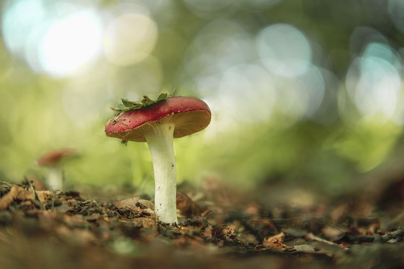 Russula Emeticaphoto preview