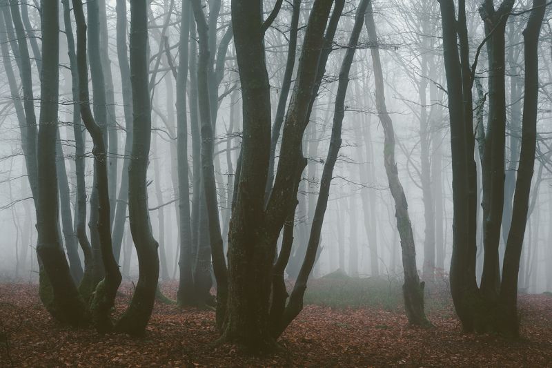 majestic, forest, autumn, fog, trees, rain, nikon, mountains Dark forestphoto preview