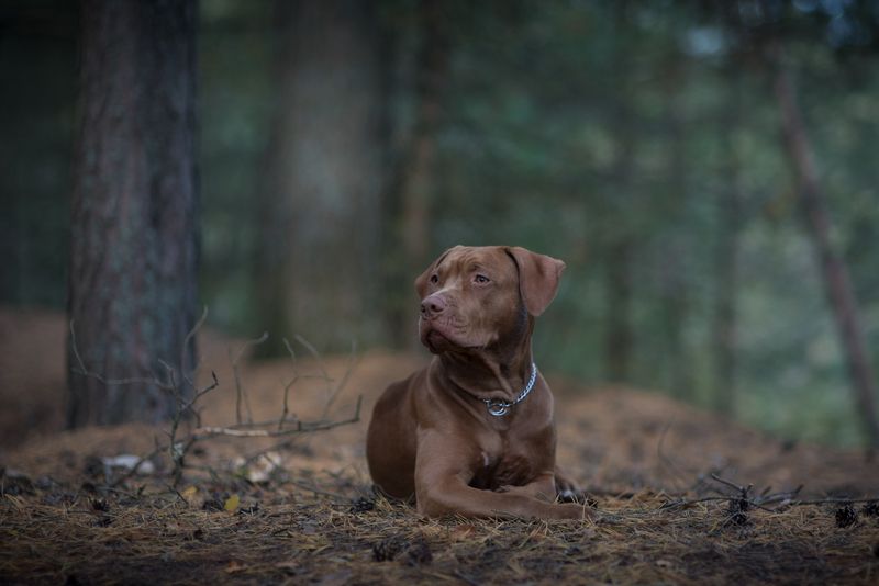 питбультерьер, pitbull, apbt, юта, собаки, собака Ютаphoto preview