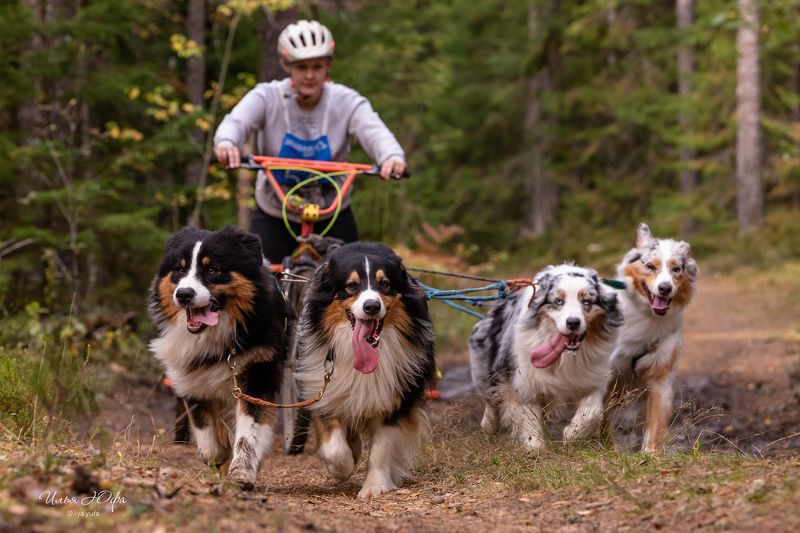 упряжка, собаки, спорт, скутеринг, ездовойспорт, гонкинасобачьихупряжках, гонки, собаки, Гонки на собачьих упряжках. Драйлендphoto preview