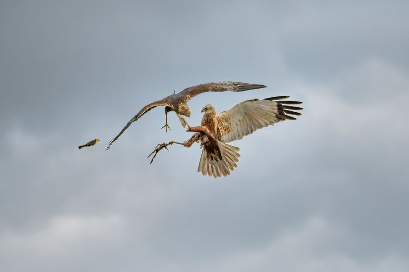 болотный лунь,битва,бой,хищник,circus aeruginosus,в воздухе Разборка самцовphoto preview