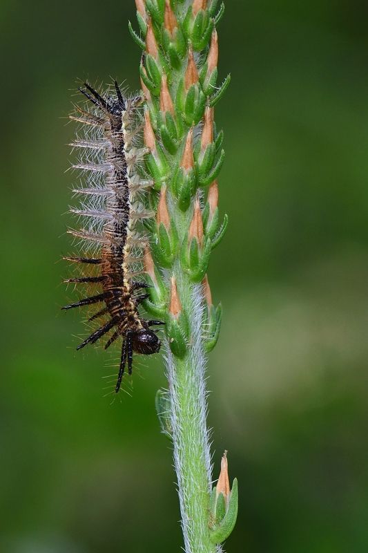 denis moura, mogi das cruzes, brasil Lagartaphoto preview