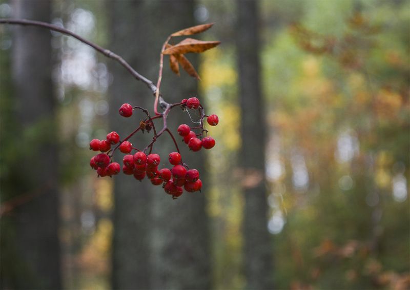 Рябина в осеннем лесу.photo preview