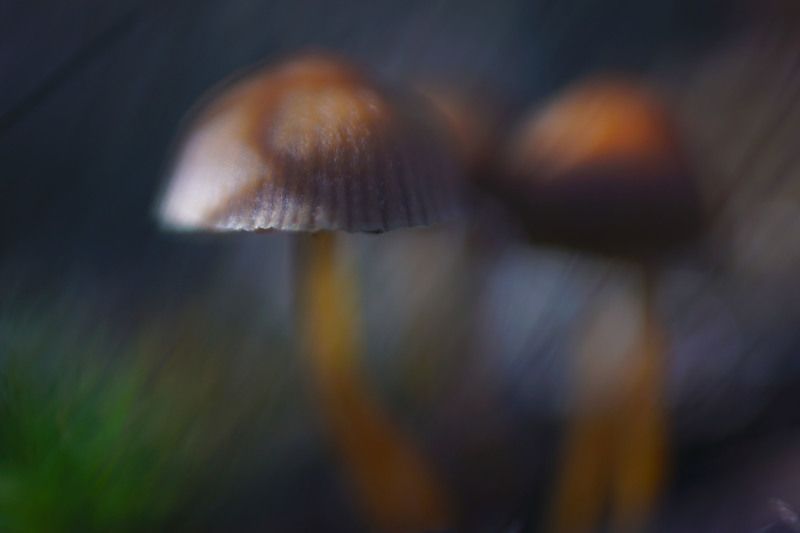 лес, гриб, поганки, осень, макро Живописные поганкиphoto preview