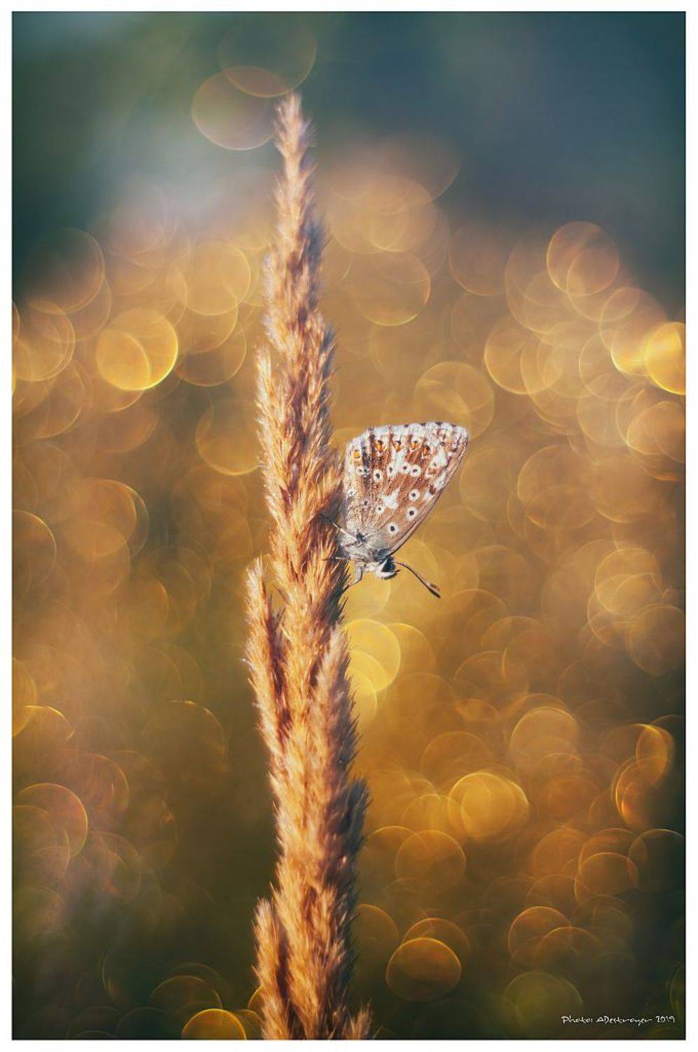 Goodbye Summer. Автор: Ryszard Lal macro. nature, butterfly, close up, Ryszard Lal