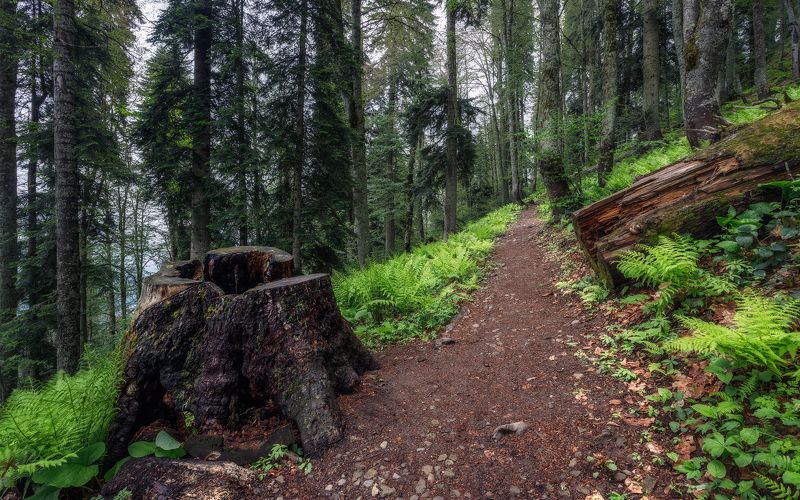 пейзаж Древний лесphoto preview