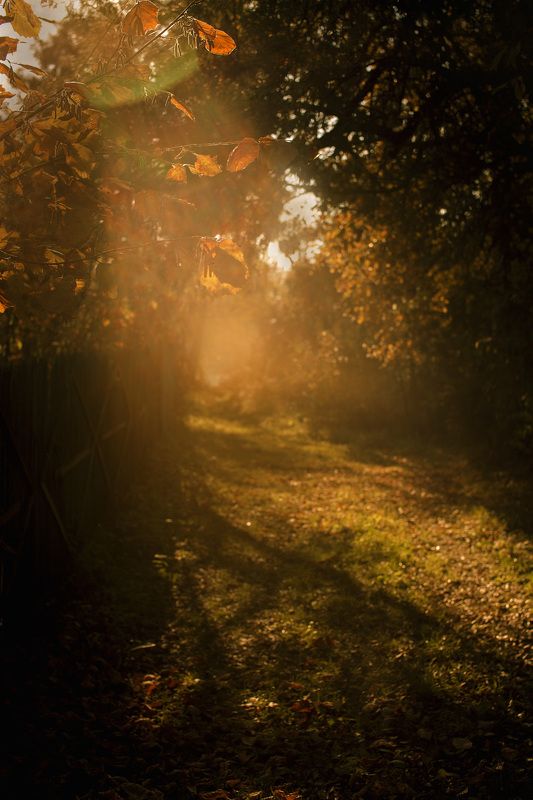 осеньphoto preview