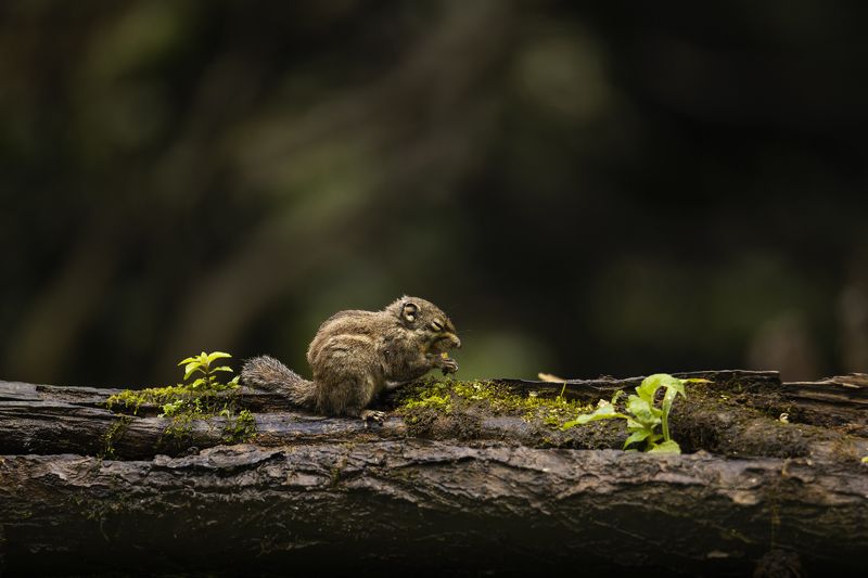 chipmunk, animals, nature wildlife, outdoors, cute, животные, бурундук, природа Наслаждениеphoto preview