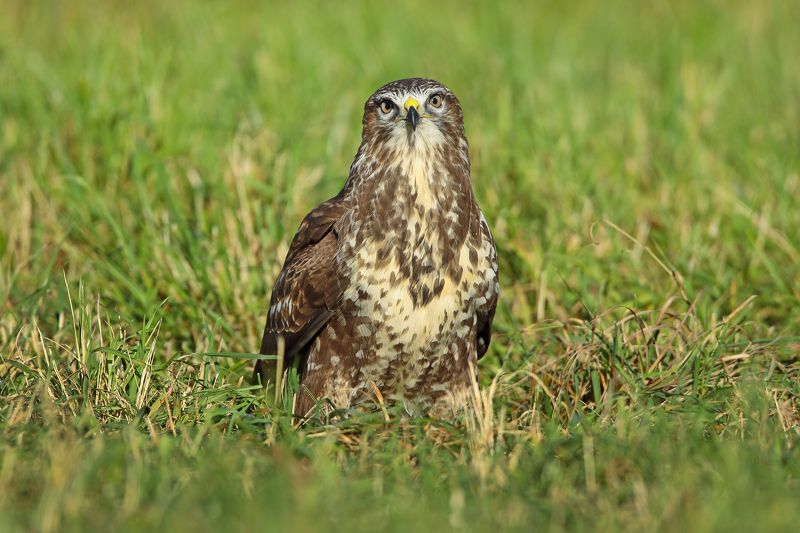 Канюк или сарыч. фото превью