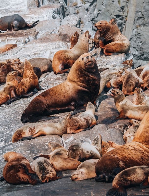 камчатка, kamchatka, камчатский край ***photo preview