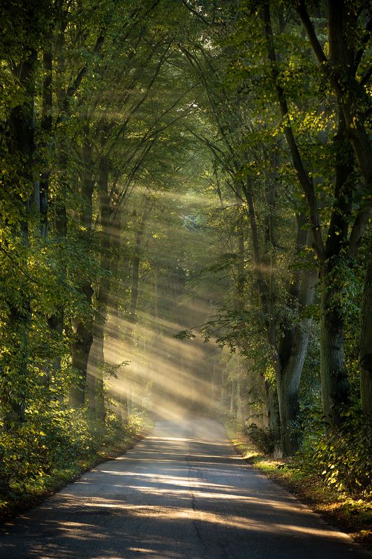 misty road foggy morning poland dranikowski trees tunnel autumn light beams way route path Misty Roadphoto preview