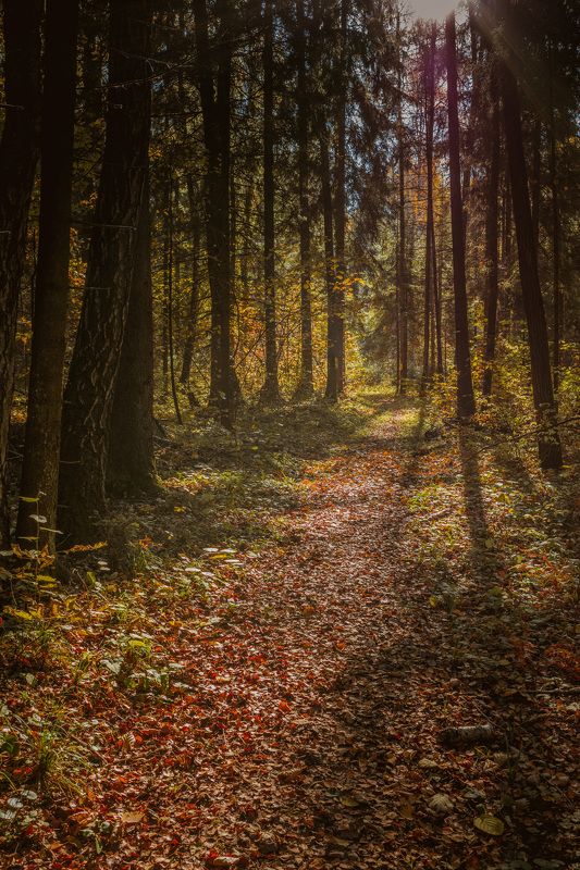 пейзаж, осень, краски осени, лес, лесная тропа, солнце осенний лес фото превью
