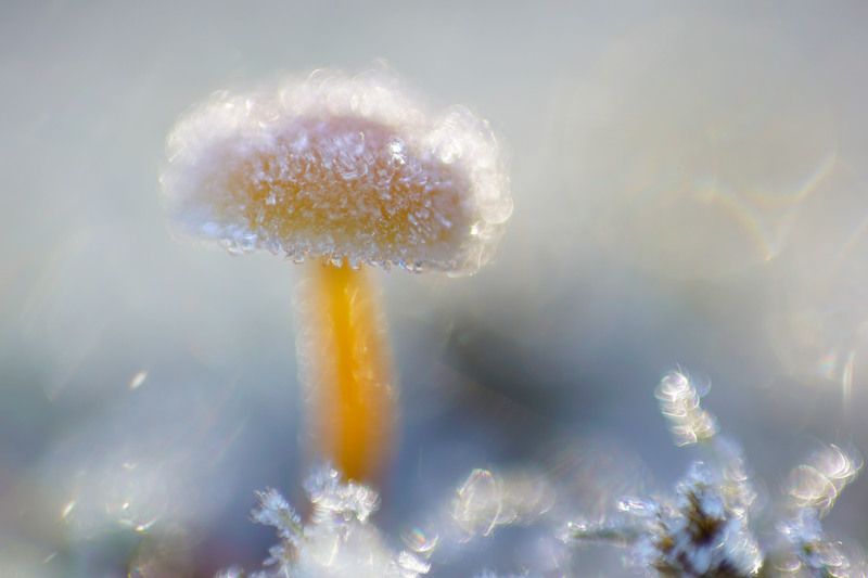 лес, поганки, гриб, осень Живописные поганки photo preview