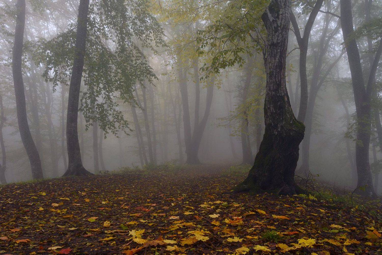 Октябрь. Автор: Хасан Журтов кизиловка, кабардино-балкария, Хасан Журтов