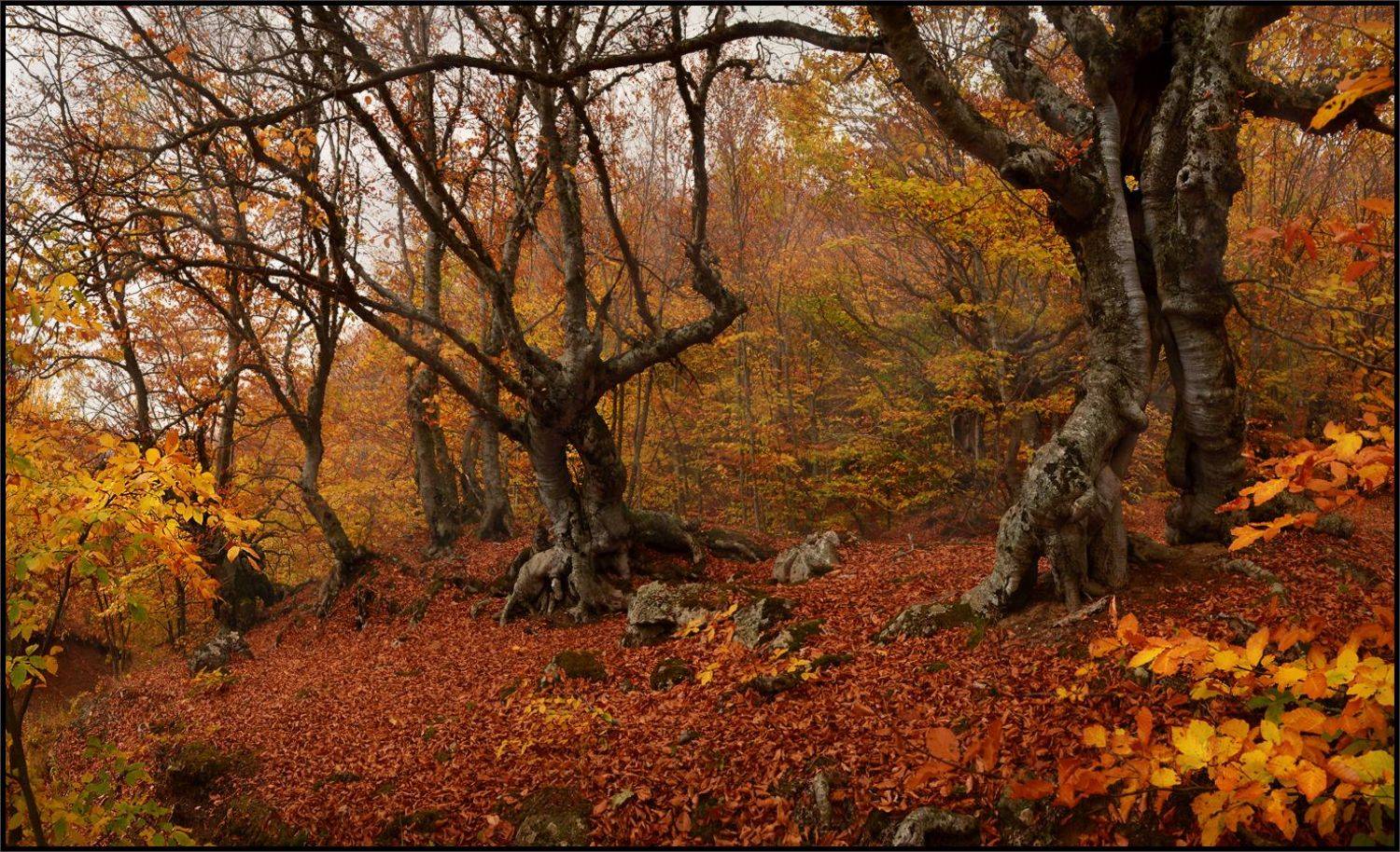 , Владимир Метцгер