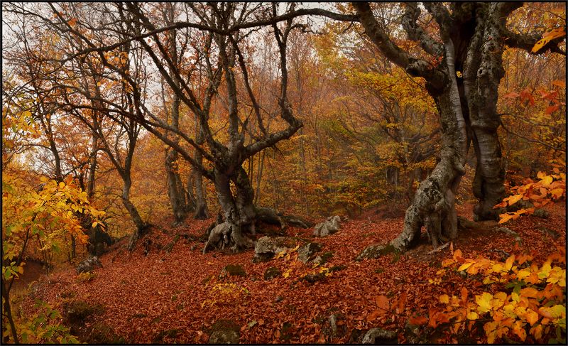 Лесные жители фото превью