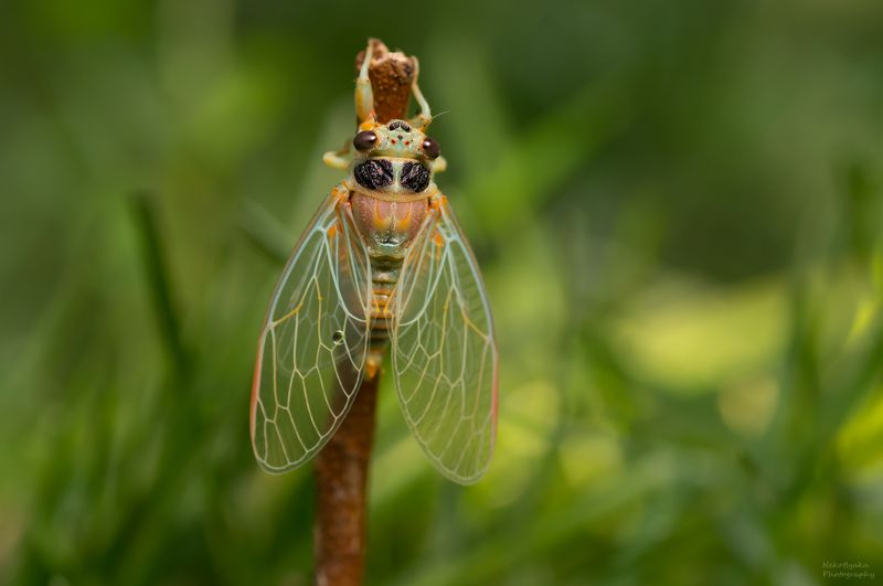 макро, природа, насекомые, лето, цикада, macro, nature, insects, summer, cicada, Цикады горныеphoto preview