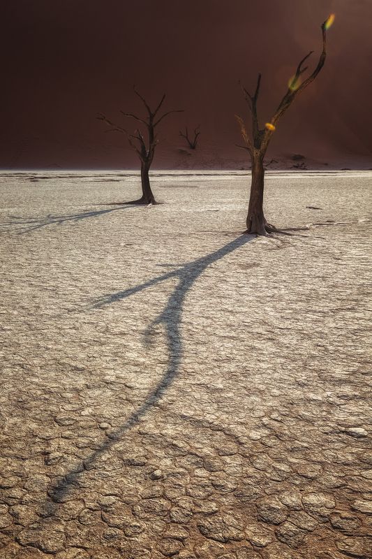 #тень, #дерево,#мертвая долина , #намибия, #африка, #дидвлей, #дюна,#озеро, #africa ,#namibia ,#tree ,#dune ,#deadvley valley ,#deadvley #lake Тень жизниphoto preview