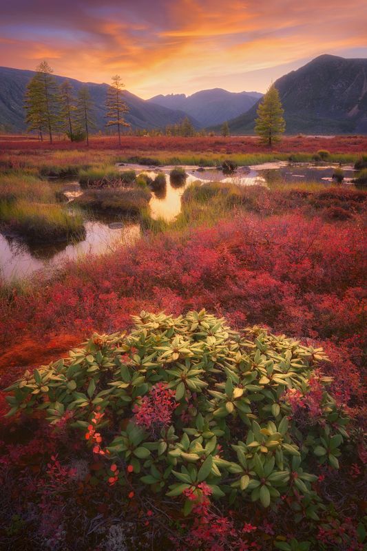 осень, колыма, озеро джека лондона Флора Колымыphoto preview