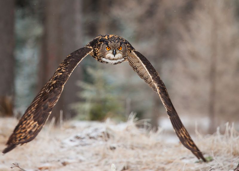 Bubo bubophoto preview