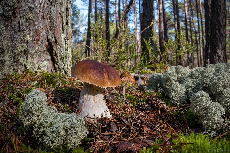 *** фото превью