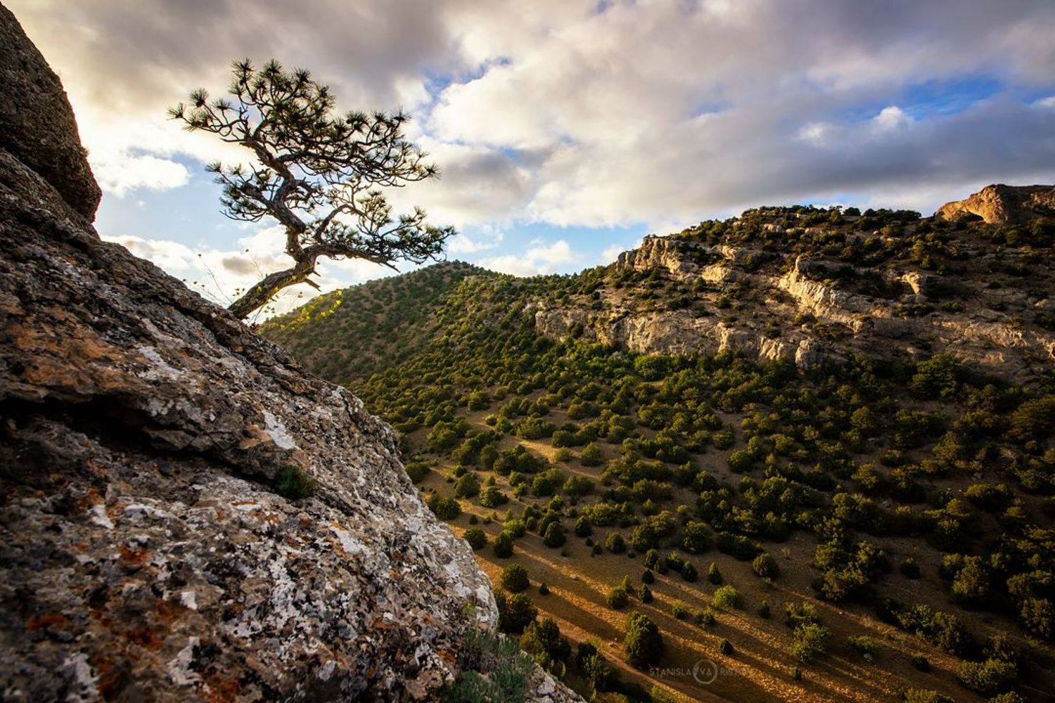 Сосна на Пике Космос. Автор: Станислав Аристов , Станислав Аристов
