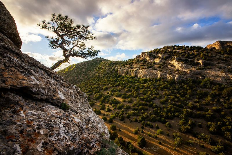 Сосна на Пике Космосphoto preview