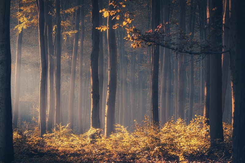 Golden forestphoto preview