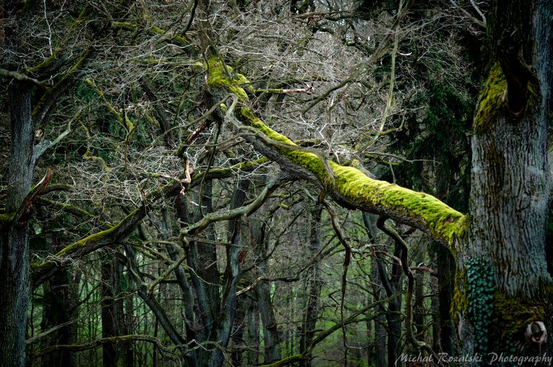 trees, ,forest, ,spring, ,green, ,landscape, ,park ,nature, ,bush, Forbidden Forestphoto preview