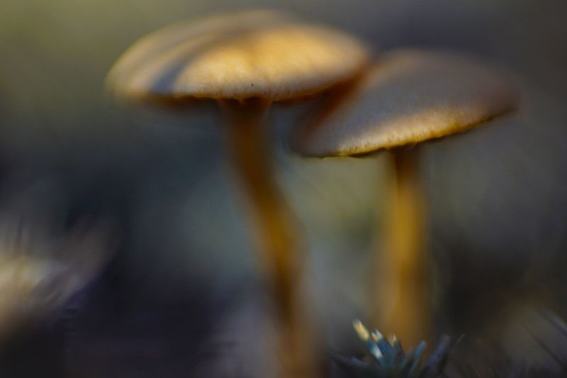 поганки, грибы, лес,осень,  Живописные поганкиphoto preview