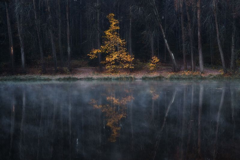 осень, дерево, туман Успеть поймать осеньphoto preview