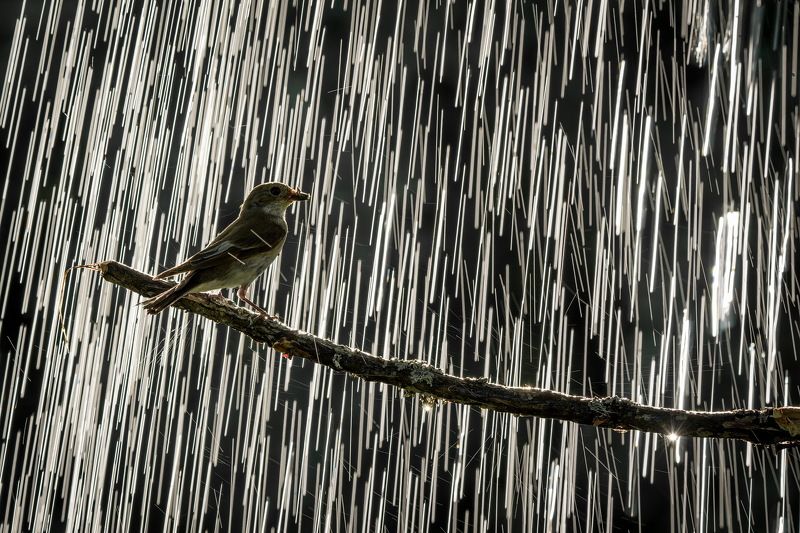 Дождьphoto preview