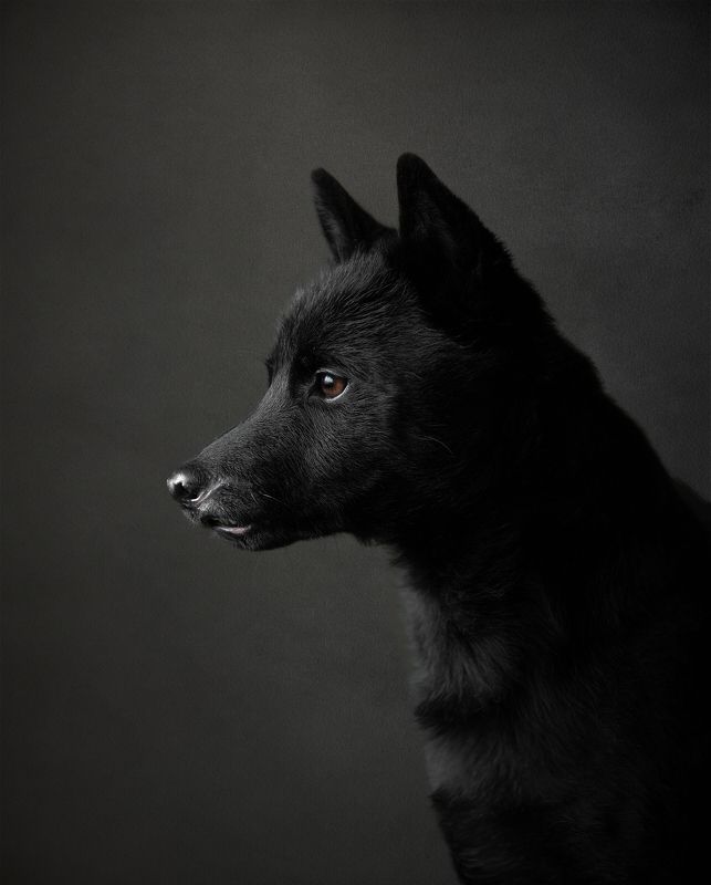 Archie - rescued dogphoto preview