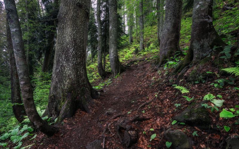 пейзаж Лесная тропинкаphoto preview