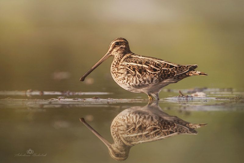 Kszyk (Gallinago gallinago)photo preview
