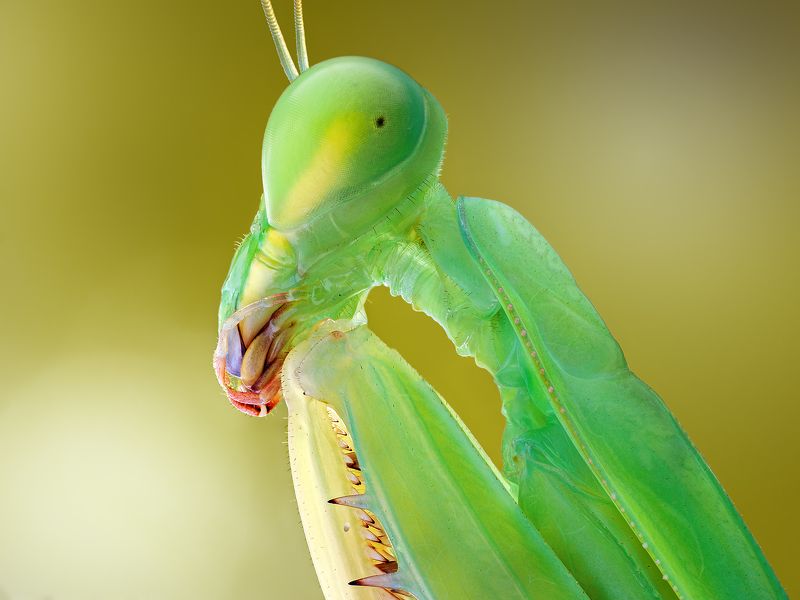 irass, waledzik, nat geo, olympus, close up, macro, extreme macro, макро Hierodula membranacea.photo preview