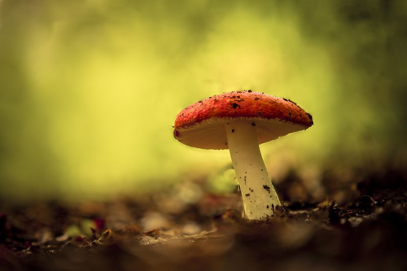Russula Emeticaphoto preview