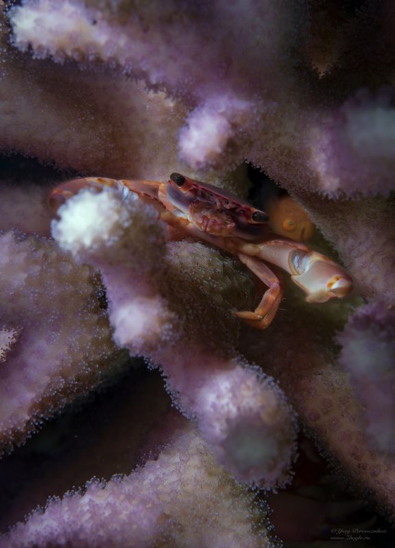 подводное фото подводный мир хургада египет жогло zhoglo красное море Крабикphoto preview