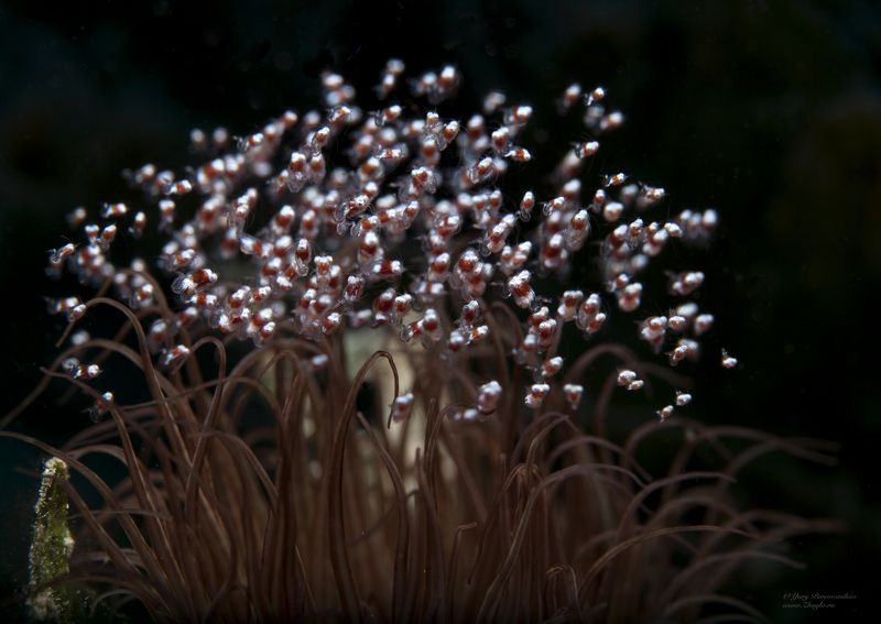 подводное фото подводный мир хургада египет жогло zhoglo красное море Маленький но очень быстрый ройphoto preview