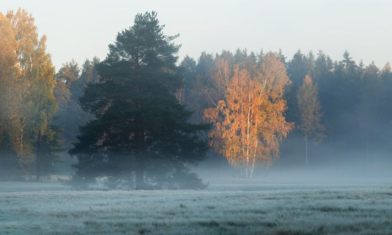 павловский, павловскийпарк, питер, царскоесело, рассвет, туман Октябрь...photo preview