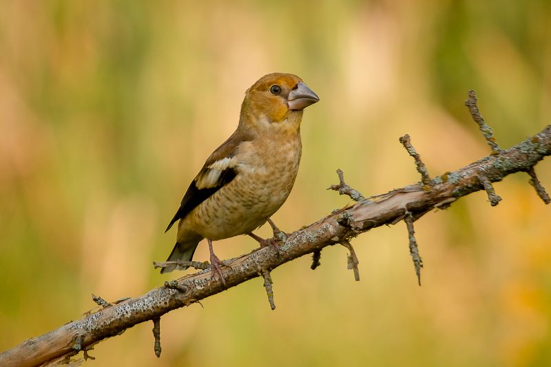 птицы, дубонос, wildlife, birds, лето, hawfinch Молодой дубоносphoto preview