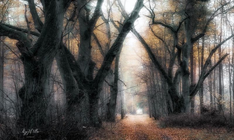 autumn  forest  nature  fog  forest road  morning  forest atmosphere  light  leaves  old trees  No People  Scenics - Nature  Woodland  Landscape - Scenery  Autumn forest atmospherephoto preview