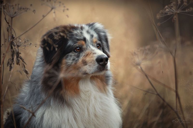 Шоколадная осень фото превью