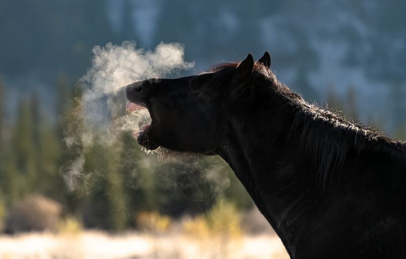 дыхание лошади. , пар из ноздрей. Морозное дыхание.photo preview