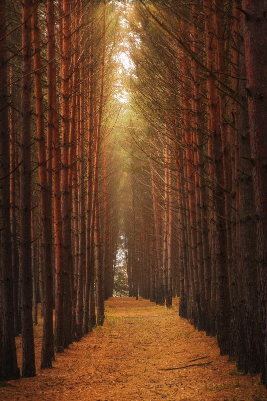 Осенние ритмы.photo preview